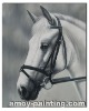 Animal Oil Painting-Horse008