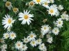 Feverfew Extract Parthenlide 0.3% 0.8% by HPLC