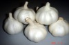 white garlic