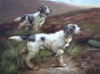 Cat and dog Oil Paintings