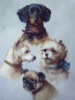 Cat and dog Oil Paintings