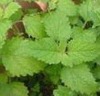 Lemon balm extract