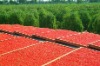 dried goji berry