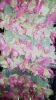 polyester tape embroidery fabric