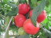 2012 Chinese hot sale fresh tomato