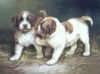 Cat and dog Oil Paintings