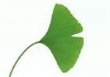 Ginkgo biloba