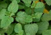 Lemon balm extract