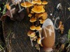 Flammulina Velutipe Polysaccharide