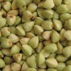 Chinese Buckwheat