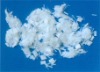 Polyester Fiber