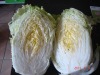 2012 New crop chinese cabbage price