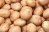 Fresh Holand Potato