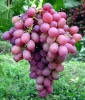 ANTHOCYANIN Grape Skin Red Color Natural Food Color Organic Pigment