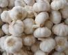 pure white garlic