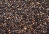 organic Buckwheat