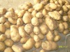 new crop potato