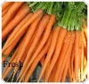 fresh carrot