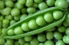 IQF green peas