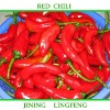 fresh Red Chili