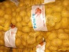 fresh holland potatoes in 10kgs/ctn