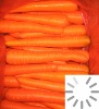 fresh carrot