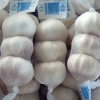 white garlic