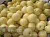 Chinese Fresh Crown Pear