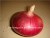 fresh onion