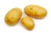 China holland potato export