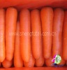 CHINA FRESH CARROT