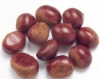 CHINA CHESTNUT