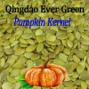 new crop shinese shine skin pumpkin seeds kernels