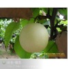 Chinese Fresh Crown Pear