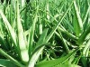 aloe vera pul