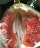 honey pomelo