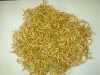 Mealworms