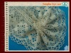 Garment Accessory/Cotton lace