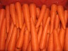 Fresh Red Carrots