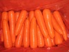 Fresh Red Carrots