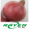 Onion