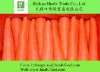 Fresh Carrot