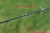 barbed Wire