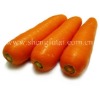 CHINA FRESH CARROT