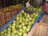 2011 crop pomelo