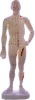 Acupuncture model ( Acupoints Manikin )