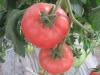 Chinese fresh red tomato