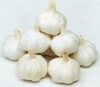 Fresh white garlic