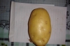 potato