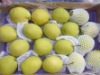 2010 New Crop of Shandong Pear